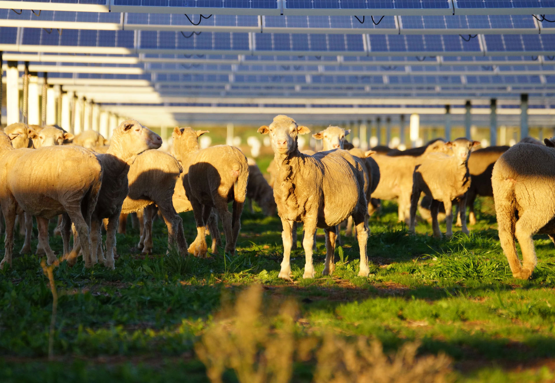 New Guide Showcases the Potential of Agrisolar