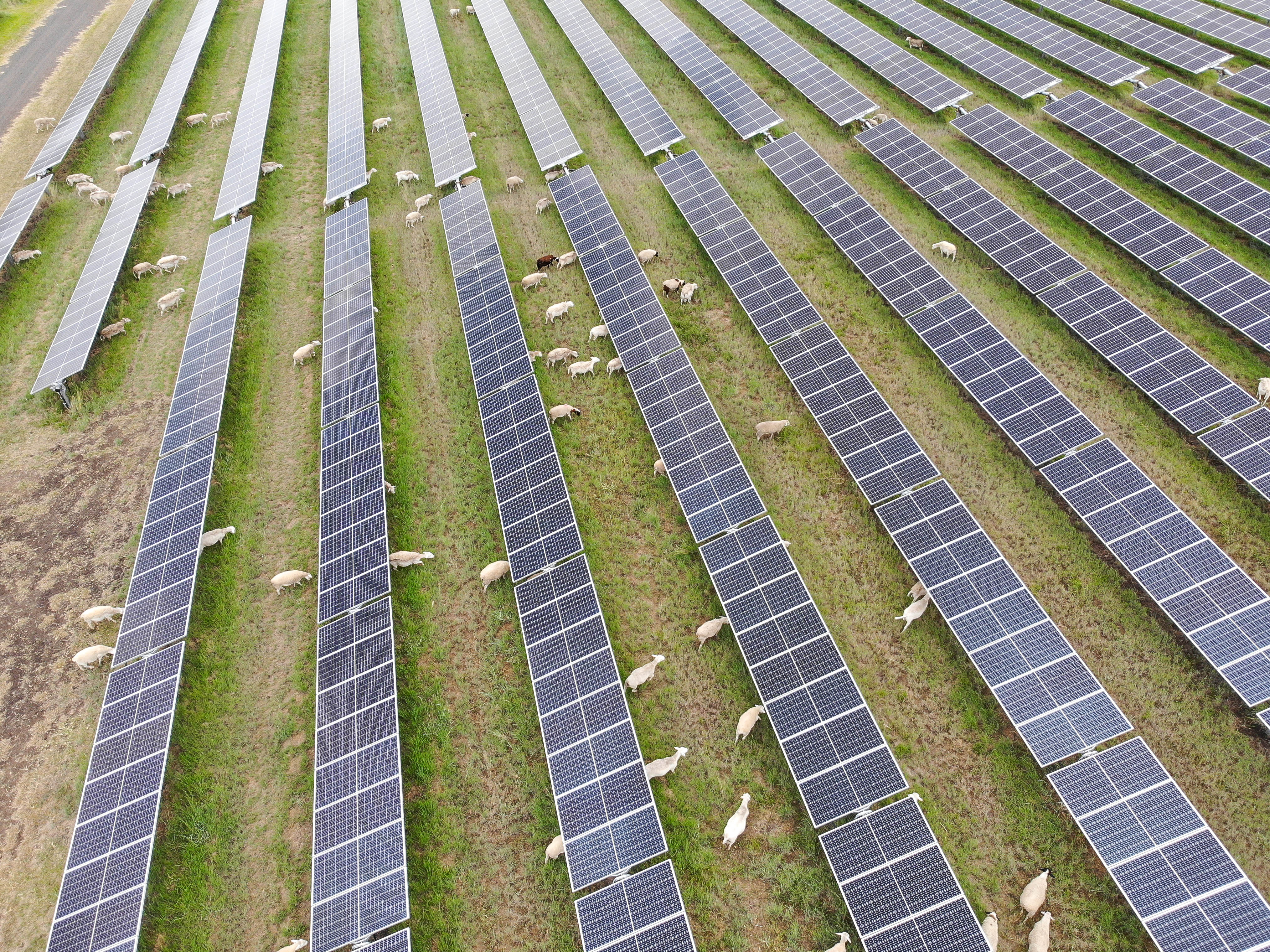 <p>Solar synergies: how&nbsp;renewable energy&nbsp;and agriculture thrive&nbsp;together</p>